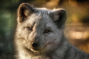 Portrait of Arctic fox.