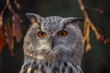Eurasian Eagle Owl