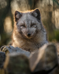 Portrait of Arctic fox.
