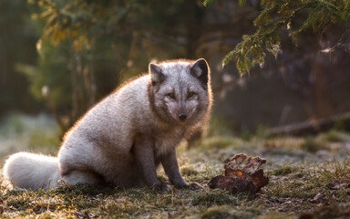 Portrait of Arctic fox.