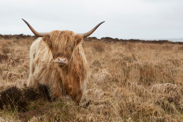 Highland cattle cow  with large horns on barren moorland 