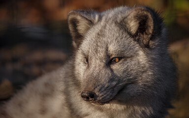 Portrait of Arctic fox.