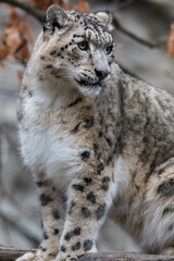 Snow leopard (Irbis)