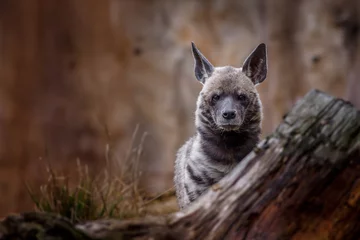 Foto op Plexiglas Striped hyena © Josef
