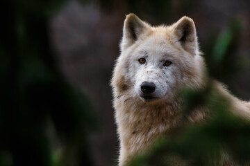 Arctic wolf