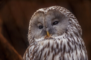 Ural owl
