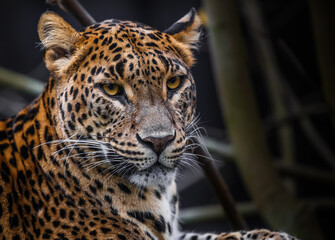 Sri Lankan leopard