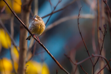 European greenfinch