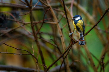 Great tit
