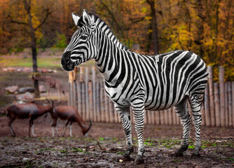 Zebra in zoo