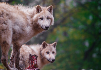 Arctic wolves