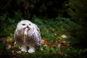 Snowy owl