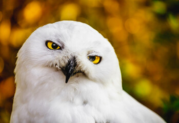 Snowy owl
