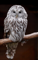 Ural owl