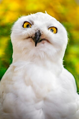 Snowy owl