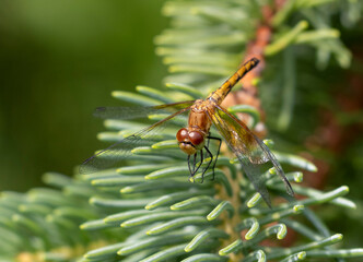 Orange Meadowhawk (Sympetrum spp.) dragonfly on a fur tree.