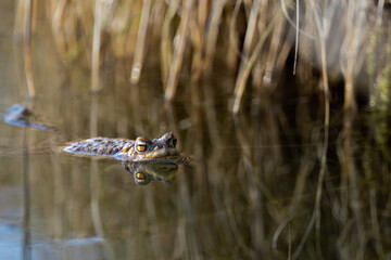 Frosch
