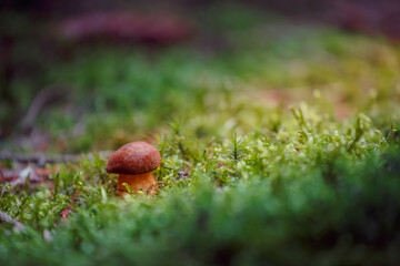 Boletus in moss.