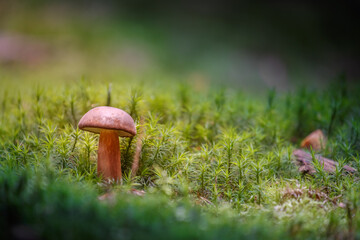 Boletus in moss.