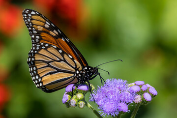 Monarch butterfly on purple flowers.