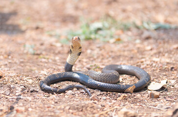 Cobra, poison snake in nature forest. Animal