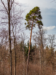 Lichter Wald im Winter