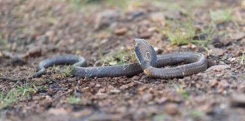 Cobra, poison snake in nature forest. Animal