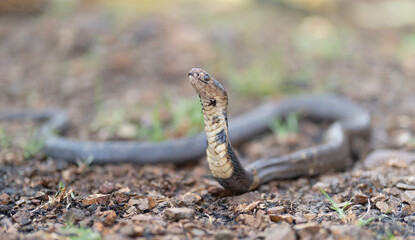 Cobra, poison snake in nature forest. Animal