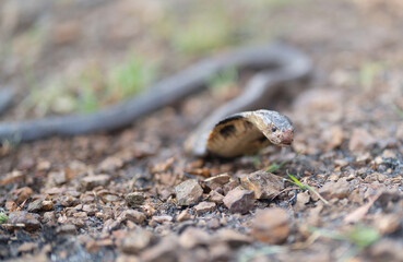 Cobra, poison snake in nature forest. Animal