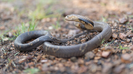 Cobra, poison snake in nature forest. Animal