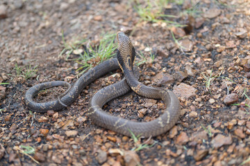 Cobra, poison snake in nature forest. Animal