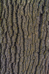 Texture of tree bark.