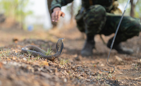 A soldier in Cobra gold attacking a cobra, poison snake in nature forest. Animal