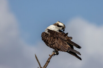 Osprey prenning feathers