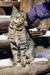 A beautiful yard cat sits on the street and rejoices that a person strokes him