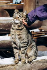A beautiful yard cat sits on the street and rejoices that a person strokes him
