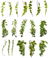 set of ivy and vine plants isolated on transparent background - png - image compositing footage -...