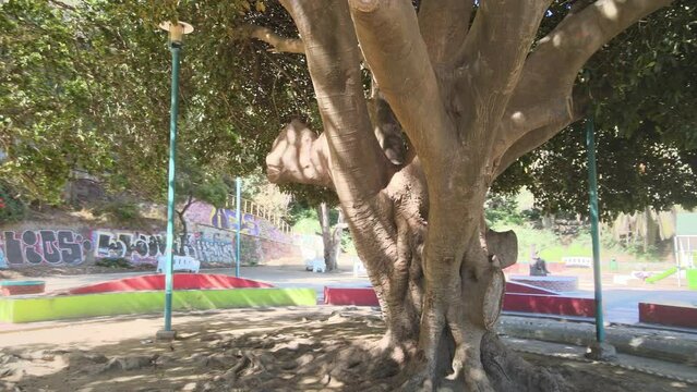 Flight around the rubber tree in Rub&eacute;n Dar&iacute;o square. Direct look at the main tree, palm trees and vegetation of the square. Sea in the background in Altamirano promenade. Sunny spring morning.

