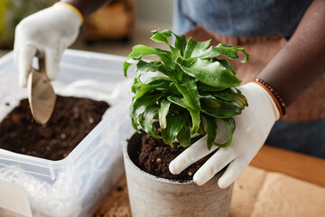 Close up of unrecognizable man repotting green plant indoors in Spring season, copy space