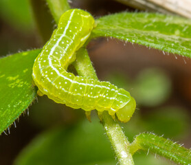 Naklejka premium Macro shot of a green caterpillar(lepidoptera) slithering on a plant.