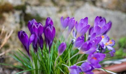 Purple flower of Crocus heuffelianus plant with blurred background