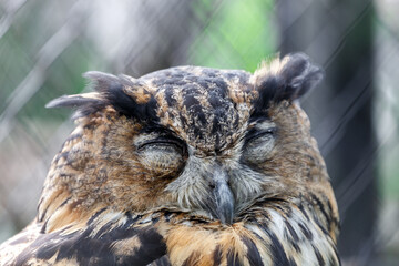 Sleeping owl.