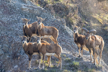 The European mouflon (Ovis aries musimon) in the Wild.