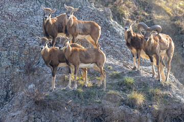 The European mouflon (Ovis aries musimon) in the Wild.