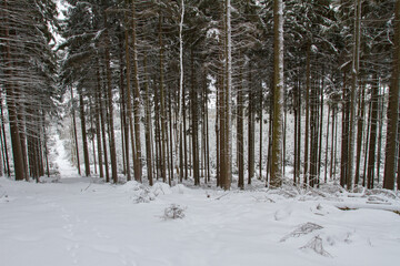 Forest in Winter.