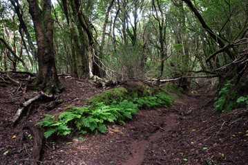 Ferns along the path in the heart of Anaga Rural Park, Tenerife.