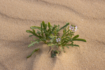 Plant in a desert sand, Fuerteventura