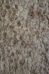 Texture of tree bark.