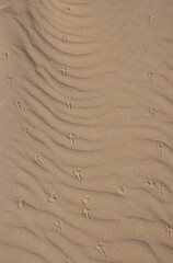 Wavy texture of a sand, Fuerteventura