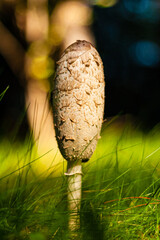 A spectacular mushroom in the grass